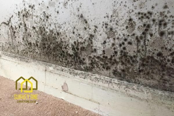 What’s the First Step to Take When You Notice Damp on a Party Wall Islington?